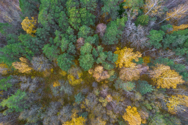 istock Directly above full frame shot of forest in autumn 1349251067