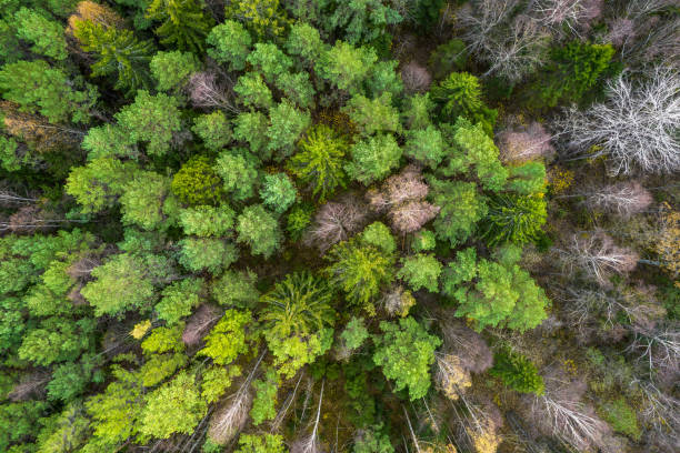 istock Directly above full frame shot of forest in autumn 1349251294