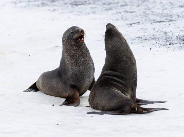 antarctique - half moon island horizontal penguin animal photos et images de collection