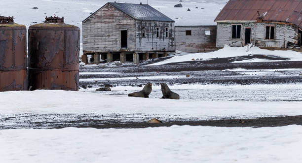 antarctique - half moon island horizontal penguin animal photos et images de collection