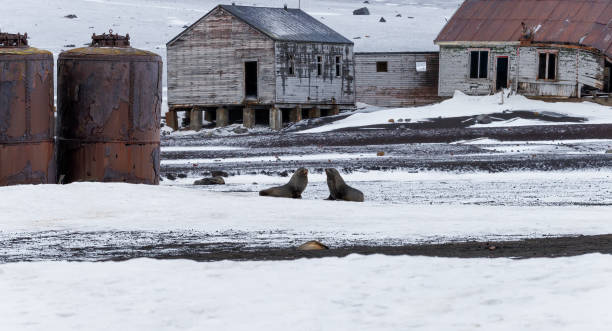 antarctic - half moon island horizontal penguin animal imagens e fotografias de stock