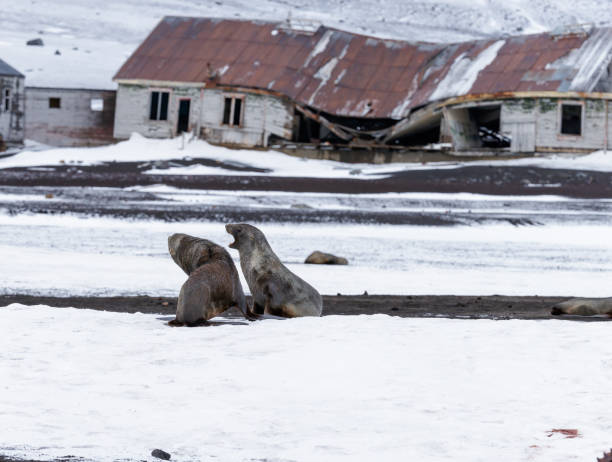 antarktisch - nature antarctica half moon island penguin stock-fotos und bilder