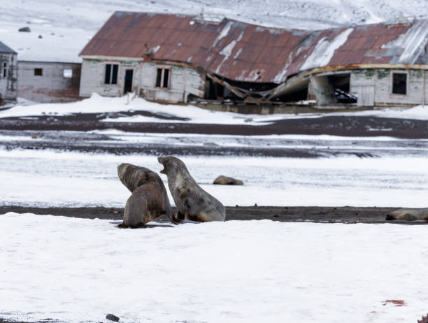 антарктический - half moon island horizontal penguin animal стоковые фото и изображения