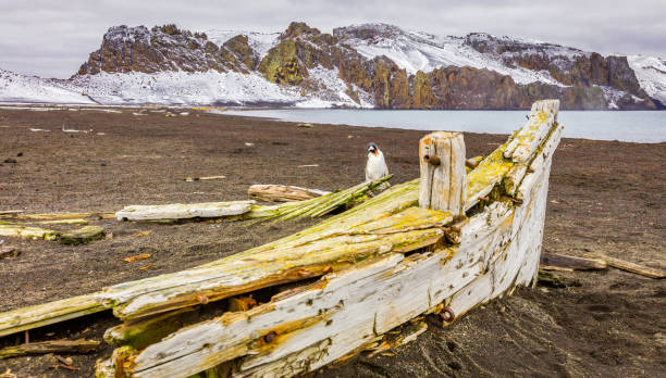 antarctic - nature antarctica half moon island penguin imagens e fotografias de stock