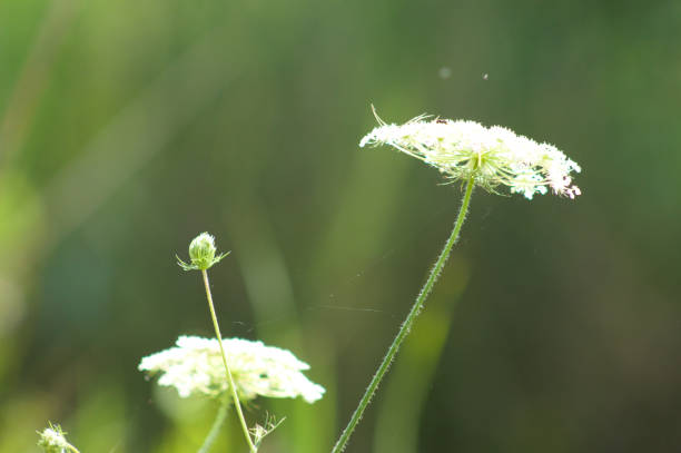 istock Wild carrot flower close-up view with selective focus on foreground 1349255718