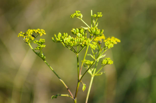 istock Parsnip inflorescence in bloom close-up view with blurred background 1349255732