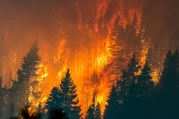 Caldor Fire California Fire burning near South Lake Tahoe in California wildfire. forest fire stock pictures, royalty-free photos & images