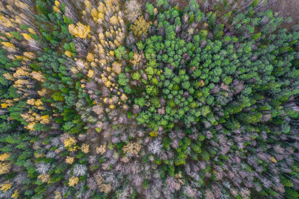 istock Directly above full frame shot of forest in autumn 1349256917