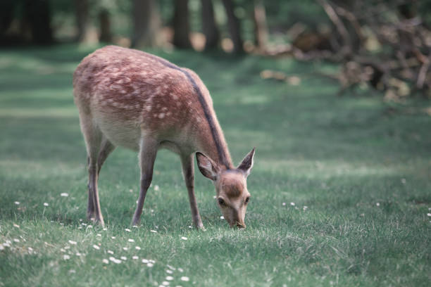 Deer eats grass on the lawn in woods