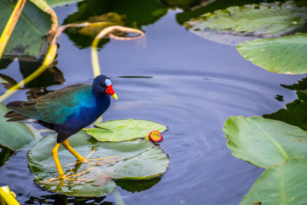 eine lila gallinule im everglades national park, florida - city of sunrise sunrise tree sky stock-fotos und bilder