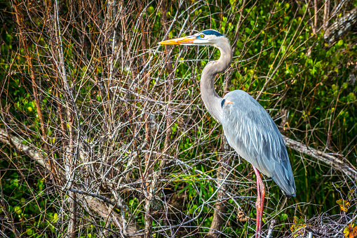 A Great Blue Heron in Everglades National Park, Florida in Everglades City, Florida, United States