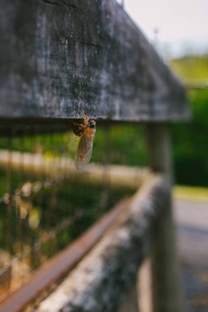 A Cicada Insect Hangs Onto a Wooden Fence Post in United States, Virginia, Front Royal