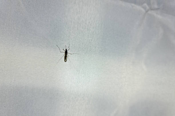 istock The Mosquito close-up. Mosquito on a white cloth 1349259384