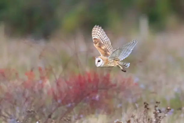 Photo of Flying Barn owl