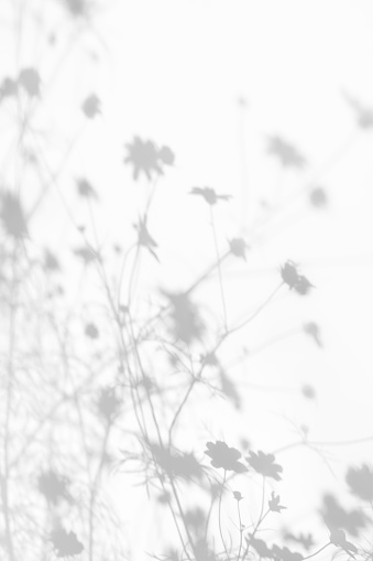 Shadow overlay effects for branding. Mockups. Scenes of natural lighting. Light Gray shadows grass and flowers on a white wall. Vertical Banner with copy space