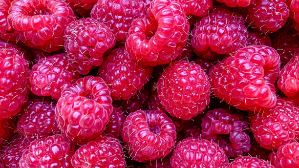 istock Texture background from a large number of raspberries 1349268172