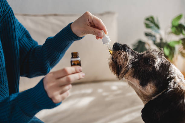 Pet dog taking cbd hemp oil - Canine licking cannabis dropper for anxiety treatment Pet dog taking cbd hemp oil - Canine licking cannabis dropper for anxiety treatment homeopathic medicine photos stock pictures, royalty-free photos & images
