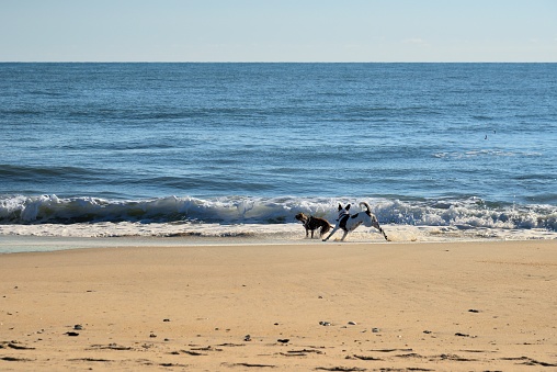 Two dogs running free along the atlantic shoreline in the assateague island national seashore in autumn with no tourist to bite
