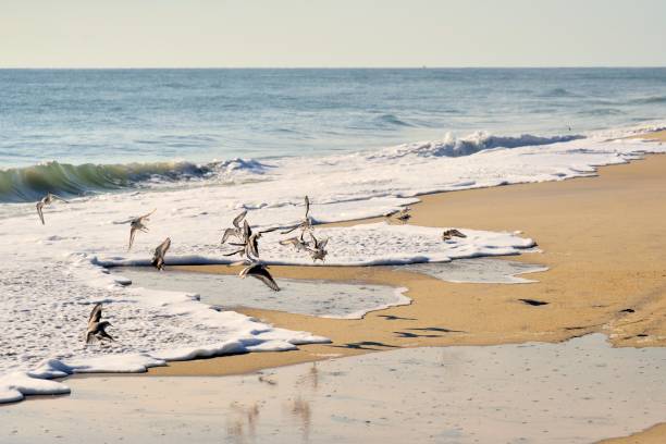 Sanderling Flock Scattering A flock of Sanderlings scatter away from the tourist on the shore in the assateague island national seashore on an autumn morning assateague island national seashore photos stock pictures, royalty-free photos & images