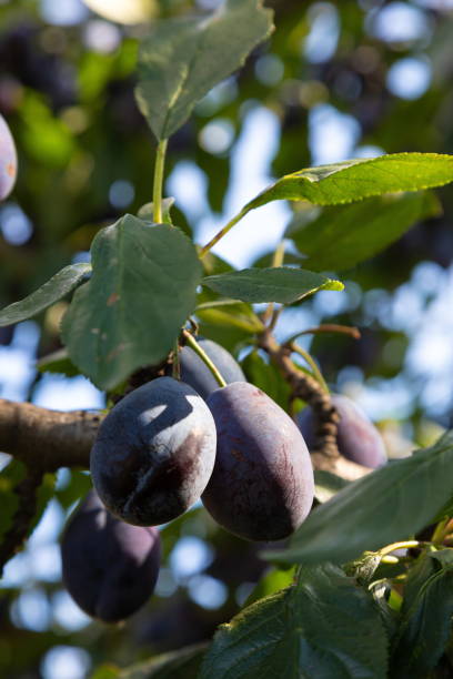 istock Plum tree with juicy fruits on sunset light 1349272365