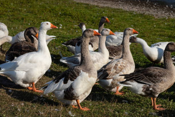 istock Group of white fronted geese resting and feeding in coastal golf course grassland 1349272989