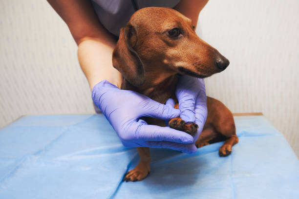 istock Dog at the veterinary clinic 1349273759