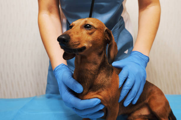 istock Dog at the veterinary clinic 1349273804