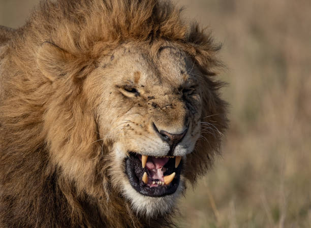 istock A Male Lion in the Maasai Mara 1349274921