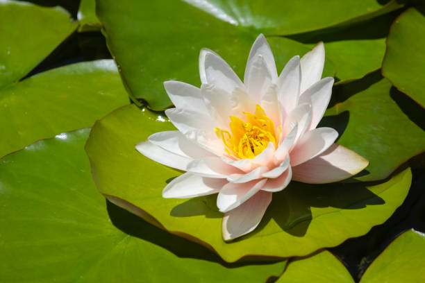 istock Lily Pads and Lotus Flower Close-up 1349274974