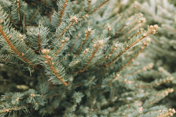 Natural Christmas trees in a farm market, close-up Natural Christmas trees in a farm market. Close-up on a pine branch. Selective focus, copy space real life stock pictures, royalty-free photos & images