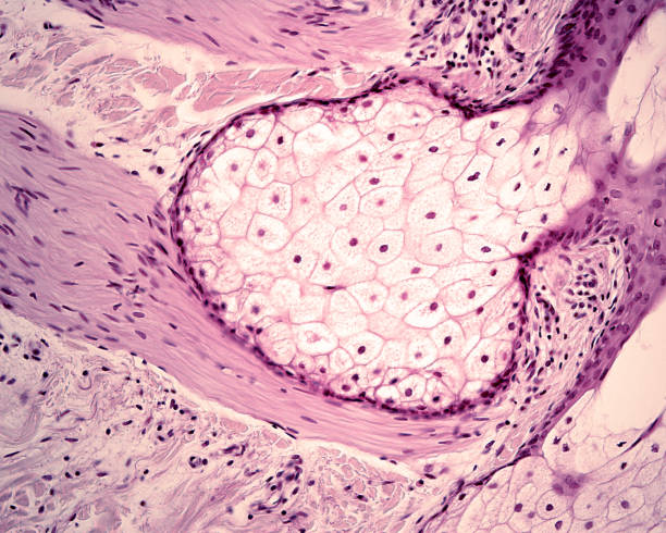 piel humana. glándulas sebáceas y músculo arrector pili - human tissue histology dermatology human skin fotografías e imágenes de stock