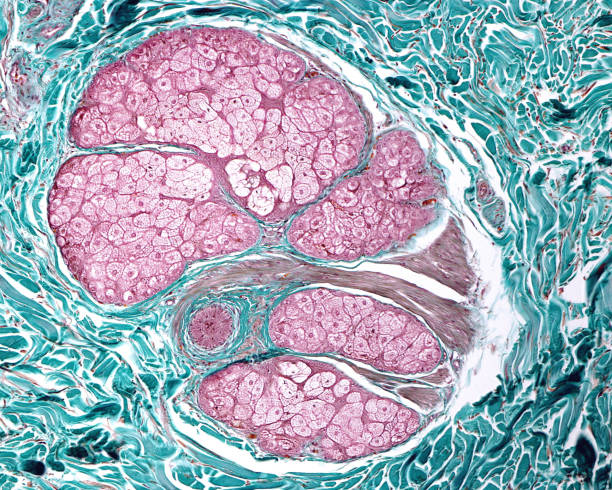 Human skin. Sebaceous glands Cross section showing all the components of pilosebaceous unit: in the center, the hair, surrounded by sebaceous glands and smooth muscle fibers of arrector pili muscle. Masson stain. arrector pili stock pictures, royalty-free photos & images