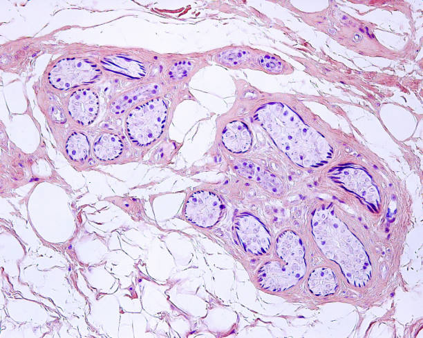 istock Human sweat gland. Myoepithelial cells. Mallory stain 1349277228
