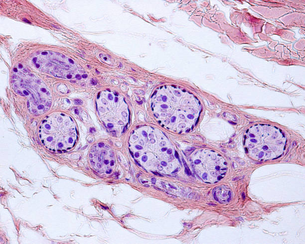istock Human sweat gland. Myoepithelial cells. Mallory stain 1349277236