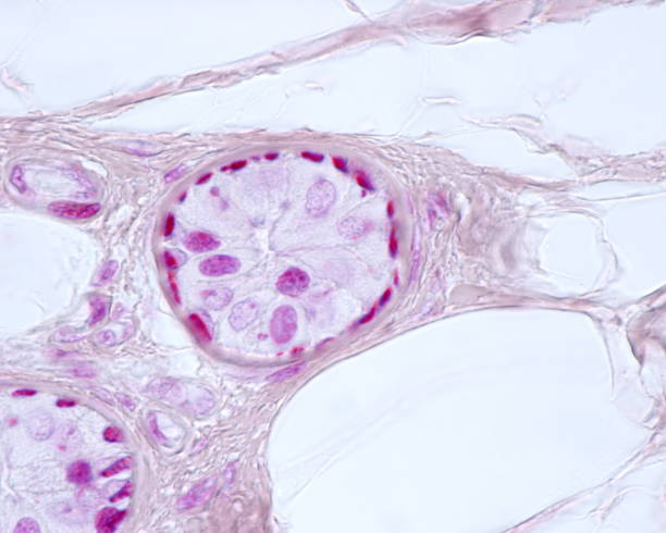 istock Human sweat gland. Myoepithelial cells. Mallory stain 1349277277
