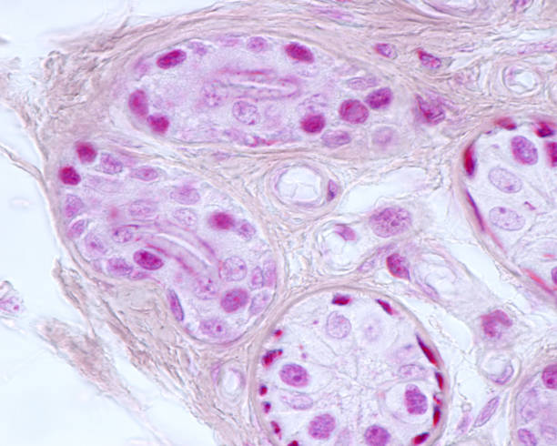 istock Human sweat gland. Myoepithelial cells. Mallory stain 1349277292