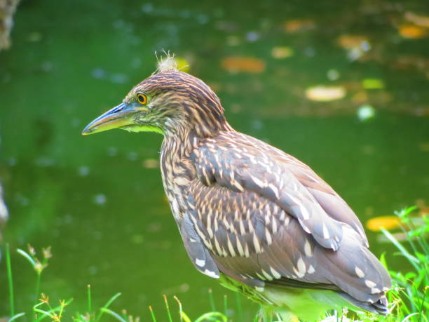 istock Garza bruja - Nycticorax nycticorax or green heron (Butorides Virescens) . 1349280944