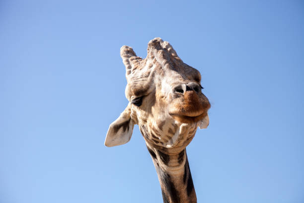 istock Angolan giraffe is also called Giraffa giraffa angolensis 1349281616