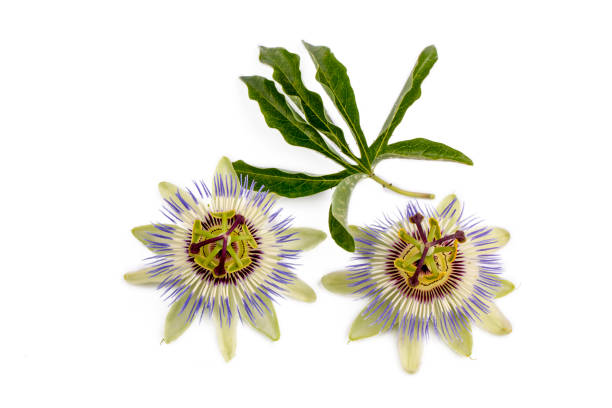 istock Passiflora incarnata on the white background 1349283574