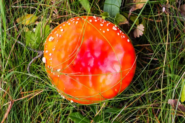 Bright Red fly agaric in the autumn forest. Top view