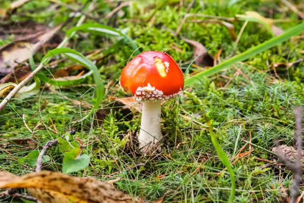 Bright Red fly agaric in the autumn forest. Daylight