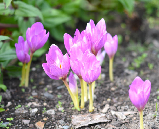 Colchicum flowers (autumn crocus or naked lady) growing in the ground Colchicum flowers (autumn crocus or naked lady) growing in the ground meadow saffron stock pictures, royalty-free photos & images