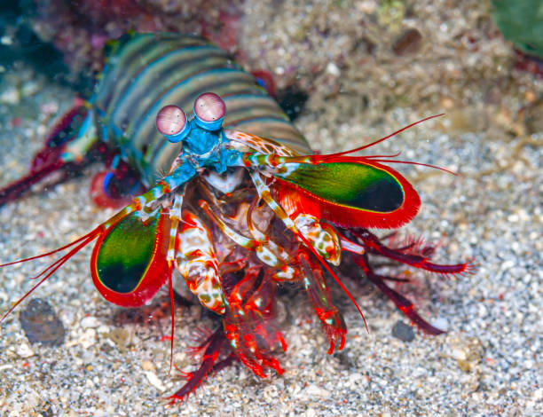 istock Coral reef South Pacific Sulawesi, , Mantis shrimp 1349288535