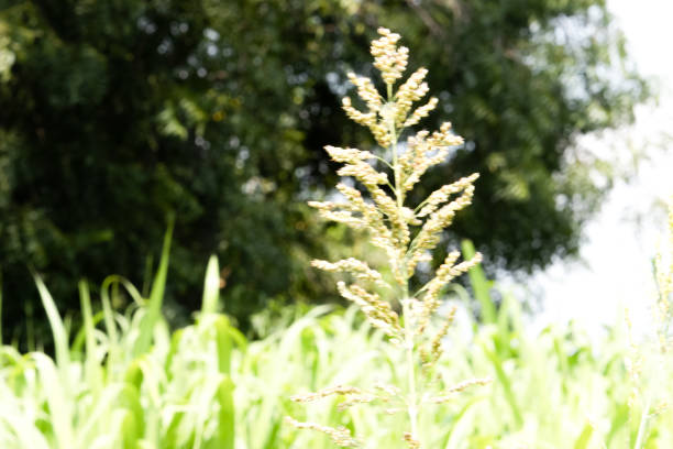 istock Fresh crop in the field 1349288895
