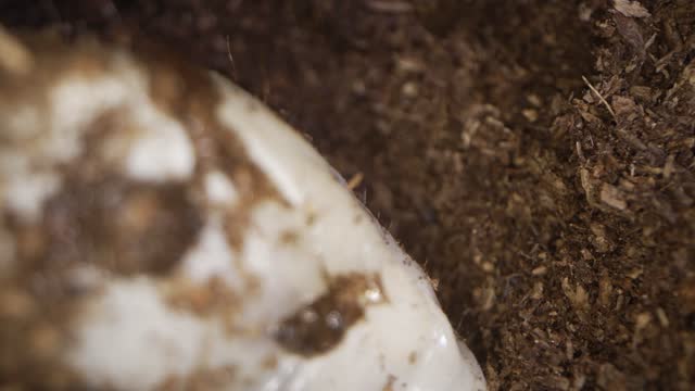 close up macro time lapse large grub digs underground