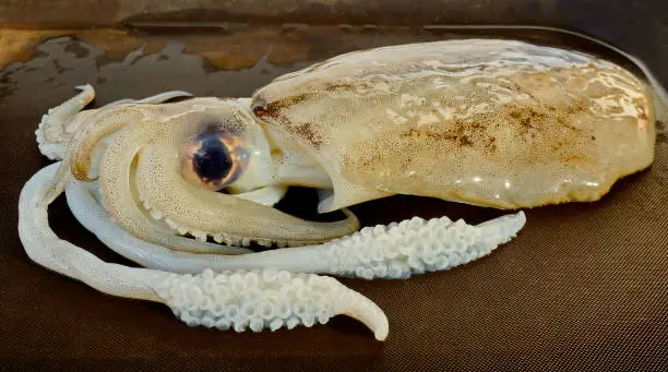 Cuttlefish. Detachment of mollusks from the cephalopod class. Lives mainly in the warm seas, close to the coast."r"nCaught in Thailand. Weight 550 grams.