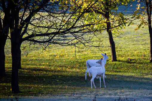 Albino White-tailed deer  (odocoileus virginianus) standing in a Wausau, Wisconsin field, horizontal