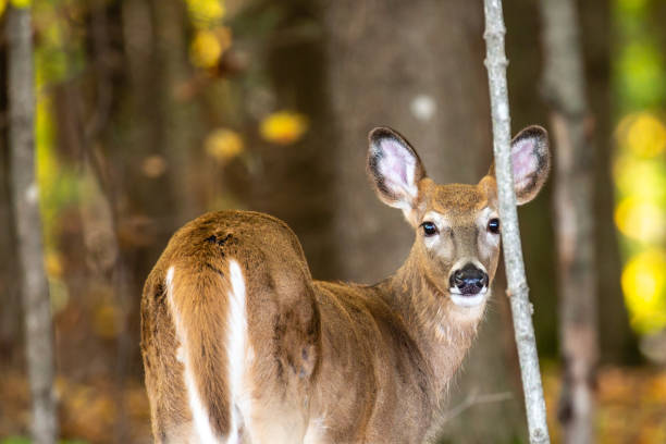istock White-tailed deer fawn buck (odocoileus virginianus) standing in Wisconsin 1349292650