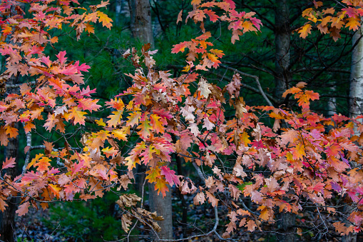 Colorful, Wisconsin oak branches in autumn, horizontal