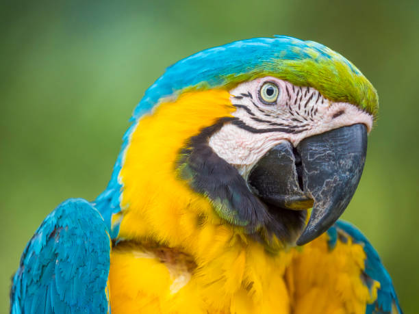 A Blue and yellow Macaw Colombia A blue and yellow macaw looks to the camera. caqueta stock pictures, royalty-free photos & images